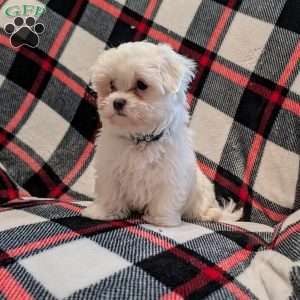 Silver, Maltese Puppy